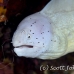 moray_grey_ms_si_h_0532_egy1149.jpg